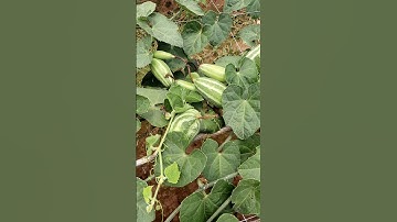 An Amazing Pointed Gourd Field #shorts