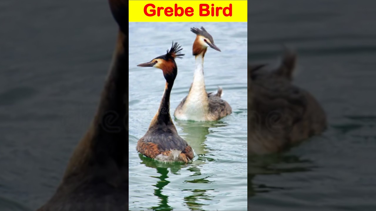 Grebe Bird || 
