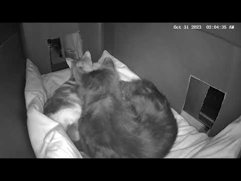 camkitties 43 