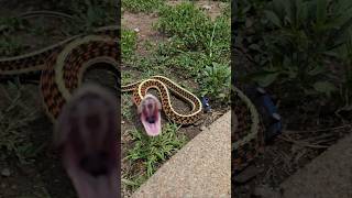 Snake strike