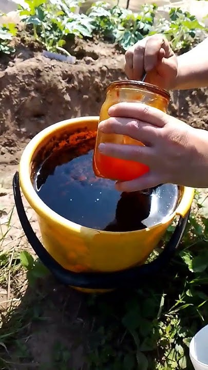 АРБУЗОВ И ДЫНЬ БУДЕТ МНОГО ПОСЛЕ ТАКОЙ ПОДКОРМКИ! Самая лучшая ...