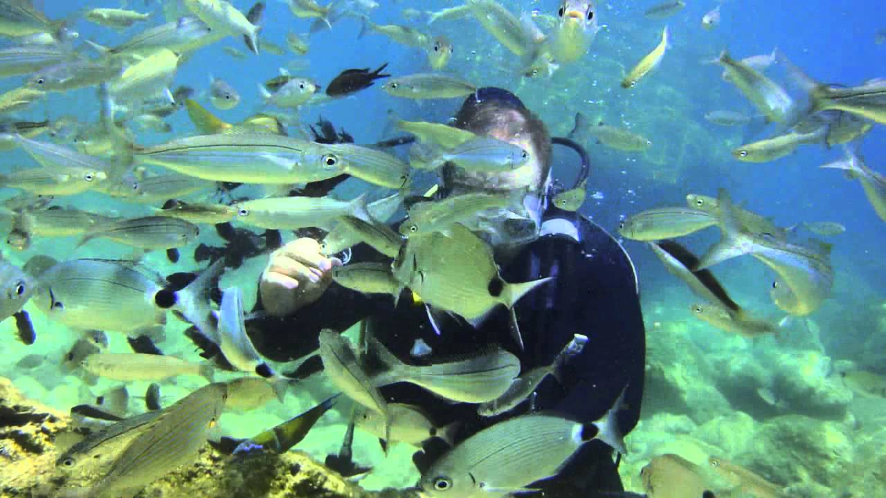 Рыба в эгейском море название Рыба в эгейском море название