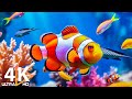 Aquarium 4K VIDEO (ULTRA HD) 🐠 Beautiful Coral Reef Fish - Relaxing Sleep Meditation Music #52