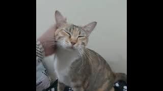 Kitty ngalah bobo nya di atas brankas sangking pingin deketan ama binda nya