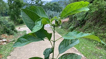 Cây bọ mẩy, thảo dược mọc hoang chữa vô số bệnh mà dân ta thờ ơ