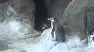 Пингвинчики в зоопарке:D И мы дибилки:D