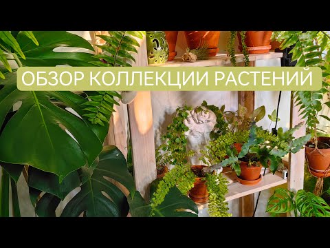 Видео: Моя коллекция растений. Обзор