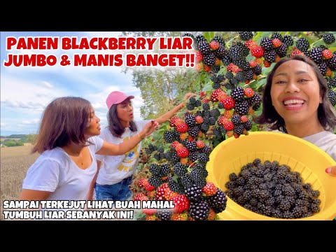 AJAK ADIK & KAKAK-KU PANEN BLACKBERRY LIAR PREMIUM