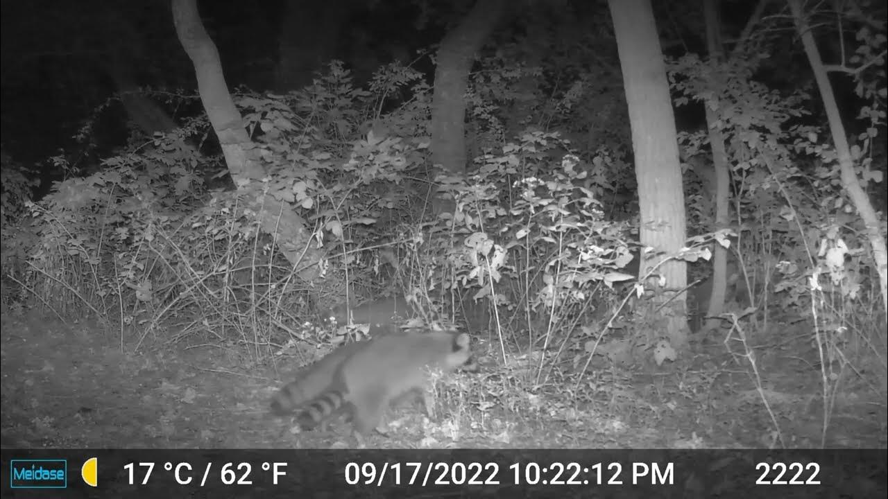 Trail cam The racoon trail! YouTube