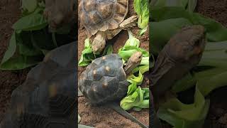육지거북 청경채 먹방 #tortoise #육지거북 #레드풋 #설가타