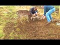 Two men saving the life of a deer