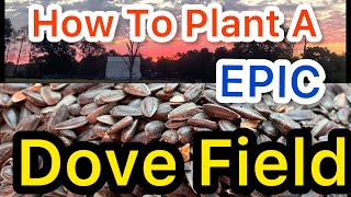 HOW TO PLANT A DOVE FIELD...Learn FROM The MASTER!!! #dove #foodplots #sunflower #plots