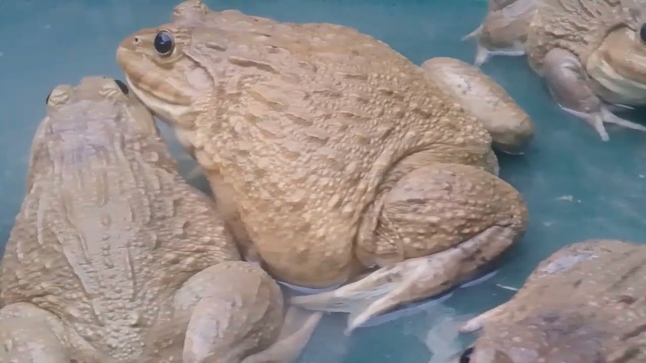 Frogs are happy when they change water. #frog #Taingchun