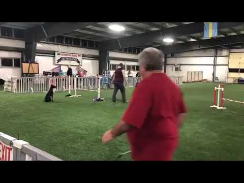 CPE Agility Standard Level 1 Zorro NQ