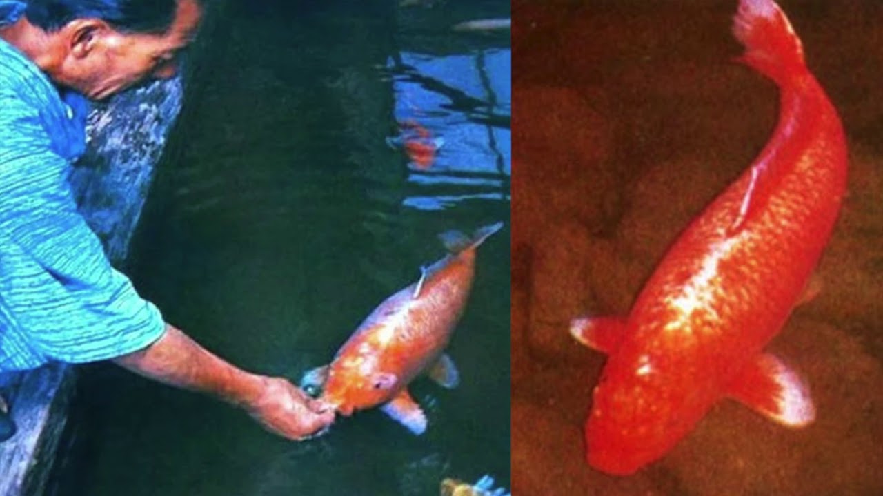 World's oldest koi fish Hanako lived for 226 years || koi carp - YouTube