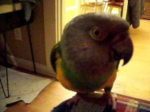 My senegal parrot Zoe singing and whistling and talking. - YouTube