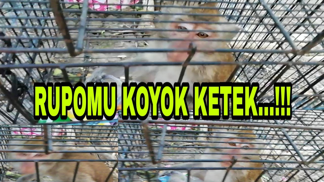 Monyet Srobot Kamera Youtuber Wkwkwk