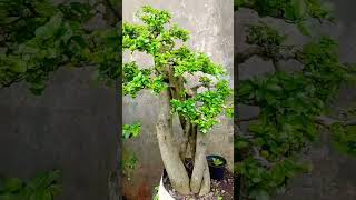 bonsai serut batang banyak ukuran large