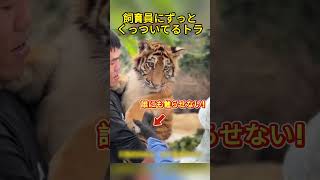 飼育員にずっとくっついてるトラ #funny #animals #コントチャンネル