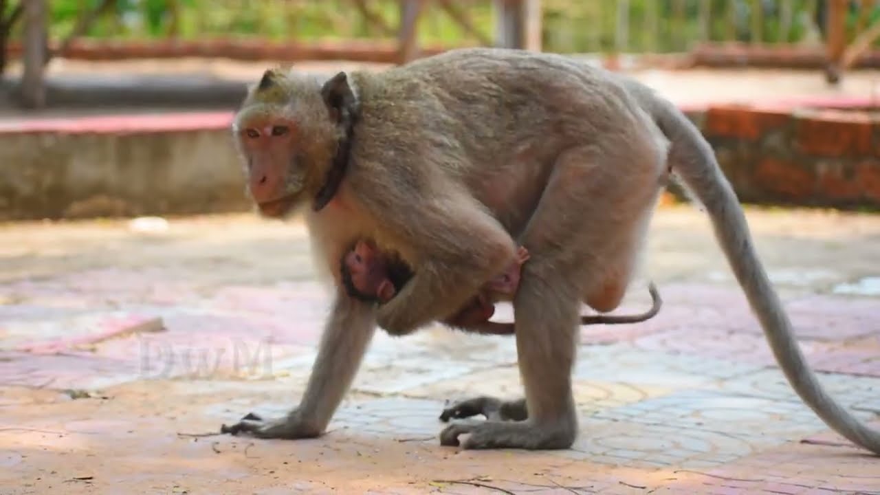 Baby  trying to living with father and no milk