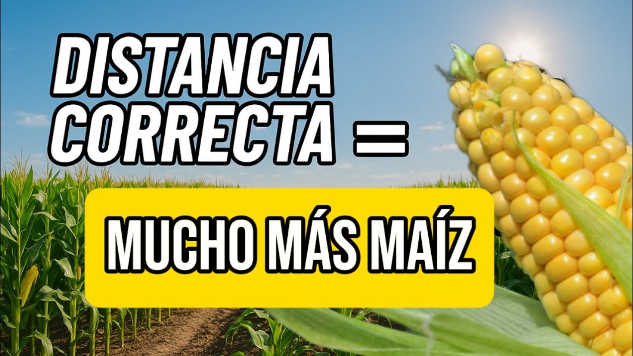 ¿Cuál es la mejor distancia de siembra para maíz? 🌽 No siembres sin saber esto ❌