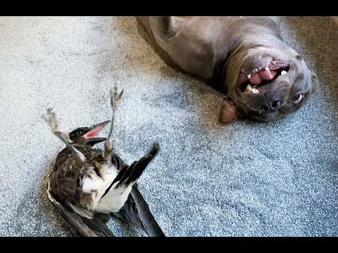 Magpie BIRD Barking like a DOG after being ADOPTED by a STAFFY.