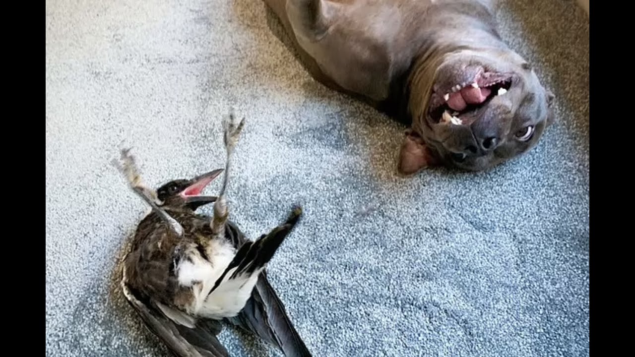 Magpie BIRD Barking like a DOG after being ADOPTED by a STAFFY