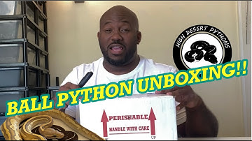 Ball Python Unboxing! (Unboxing a Snake 2020) High Desert Pythons