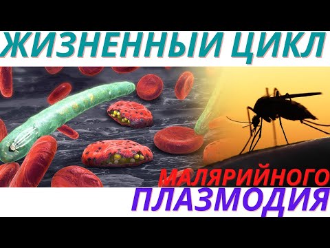 Жизненный цикл малярийного плазмодия