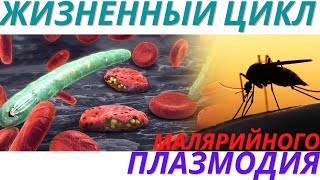 Жизненный цикл малярийного плазмодия