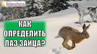 Как ПРАВИЛЬНО определить лаз зайца на охоте? Videoohota