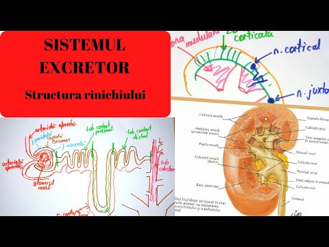 ADMITERE MEDICINA: SISTEMUL EXCRETOR 1: Structura rinichiului