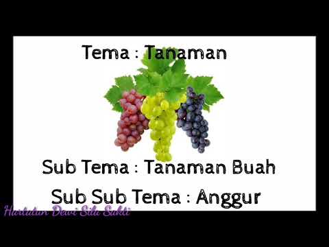 Video: Bagaimana Cara Menyimpan Anggur Dari Tawon Dan Lebah? Kantong Anggur Dan Tindakan Perlindungan Lainnya Jika Mereka Memakan Buah Beri. Bagaimana Prosesnya?