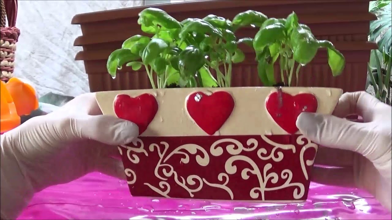 Basilico in vaso | sempre fresco a portata di mano