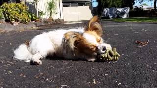 Whisper the papillon and her Whimzees hedge hog chew by Narelle Robinson 71 views 9 years ago 55 seconds