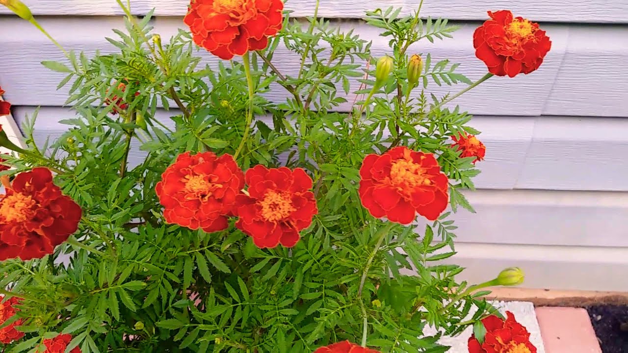 marigold YouTube