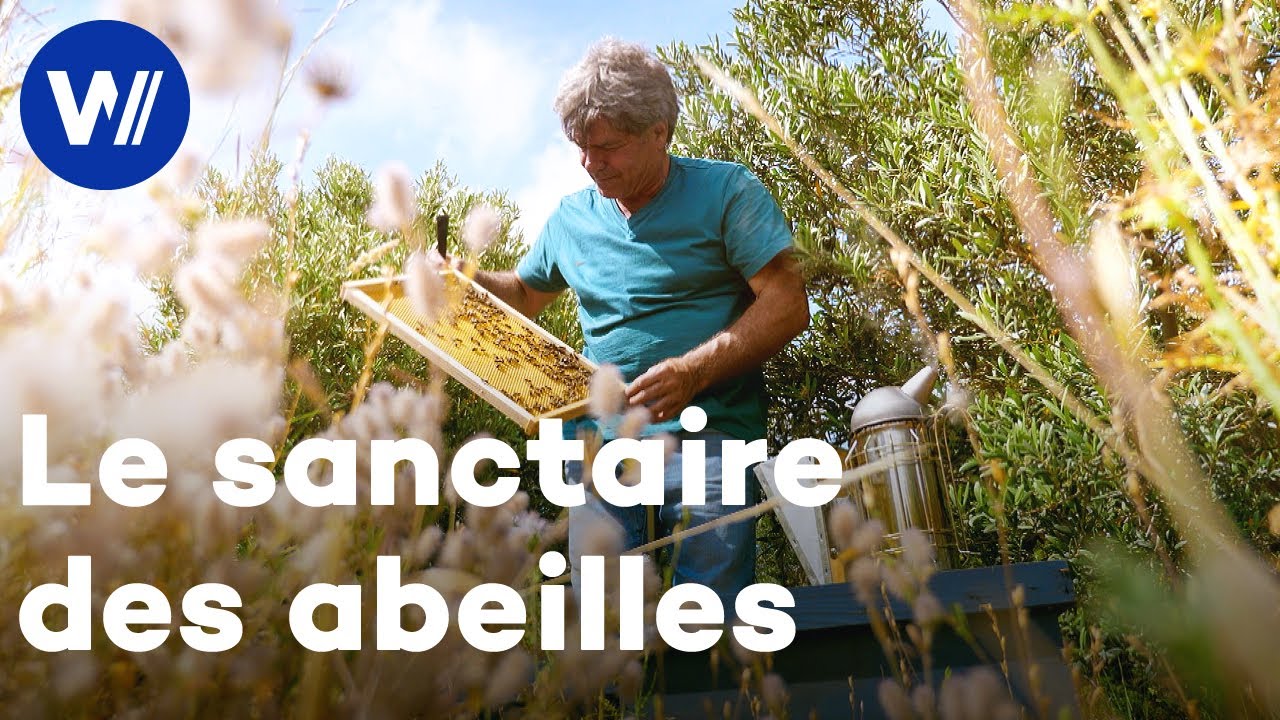 En Sicile, des abeilles résistantes au changement climatique | Maîtres des abeilles (Italie)