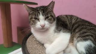 プリンセスルームのブルーちゃん 少し気になるのでケージで管理