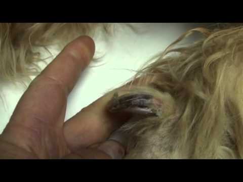 Video: Was ist eine Dewclaw?