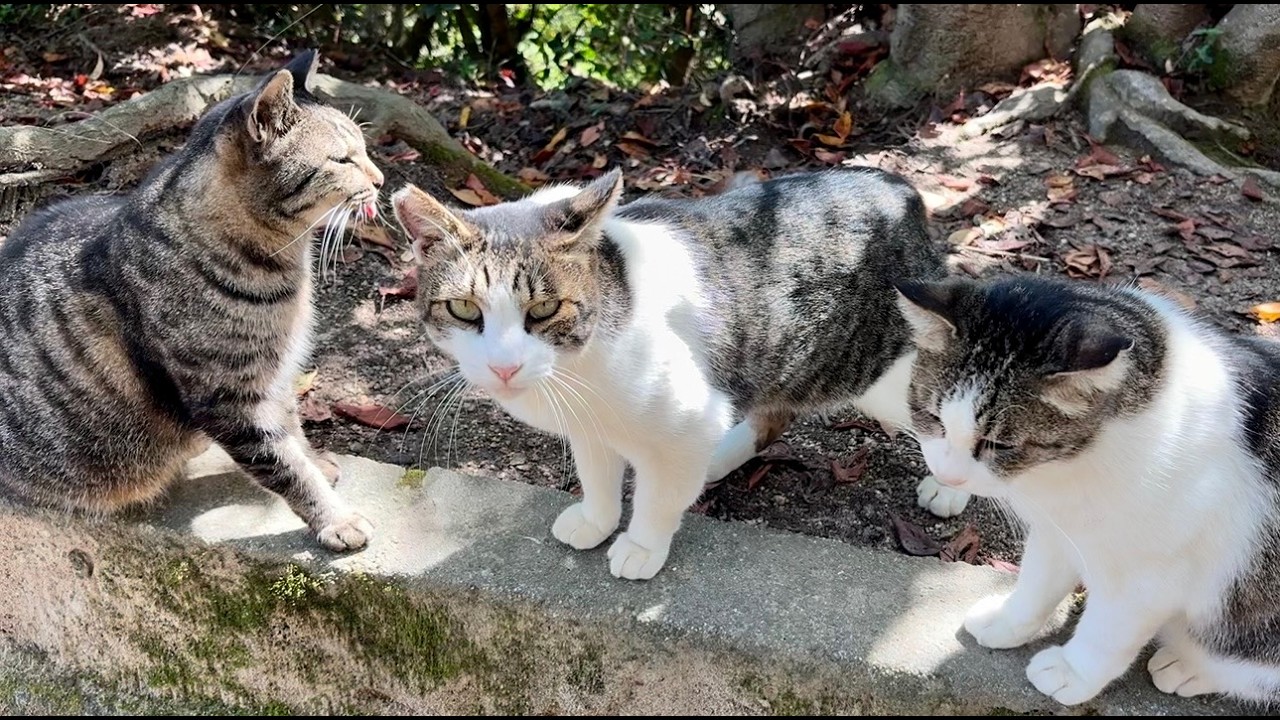 ユニークな行動で仲間たちから注目浴びてる面白い猫ユッキー