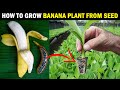 How to grow BANANA PLANT from SEED | Grow Banana tree from Seed at Home..!