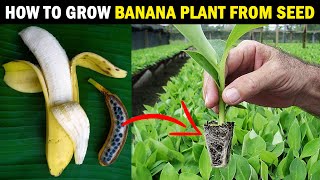 How To Grow BANANA PLANT From SEED | Grow Banana Tree From Seed At Home..! How To Grow BANANA PLANT From SEED | Grow Banana Tree From Seed At Home..!