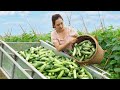 Harvesting cucumber and eggplant fruit garden goes to the market sell  ngn daily life