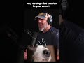 Why do dogs find comfort in your scent #dogtalk #podcast