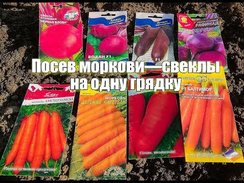 Посев МОРКОВИ и СВЕКЛЫ на ОДНУ ГРЯДКУ. Как посеять корнеплоды!?! Секрет хорошего урожая