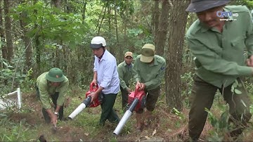 Chủ động phòng chống cháy rừng trong cao điểm nắng nóng | Truyền Hình Quảng Trị