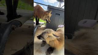I convinced two more foxes to allow me to brush them!