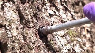 Trunk Injection: Learn About the Arborjet Method