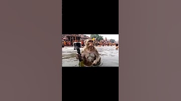 #ai #aivideo #shorts #trending #monkey #funny #vlog #monkeyvlogs #monkeyvideo