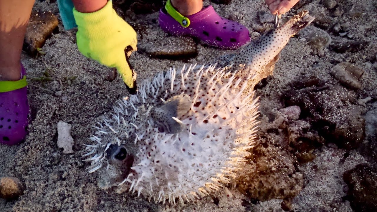 Poisonous Fugu Fish Puffing, Inflating And Deflating